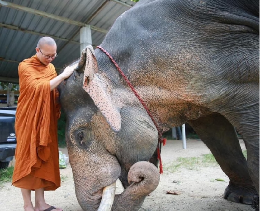 ช้างแสนรู้ ก้มกราบพระครู ผู้ให้ชีวิตใหม่