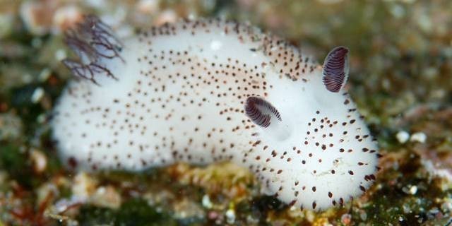 หรือนี่อาจเป็นสายพันธุ์ของทากทะเลที่น่ารักที่สุดในโลก