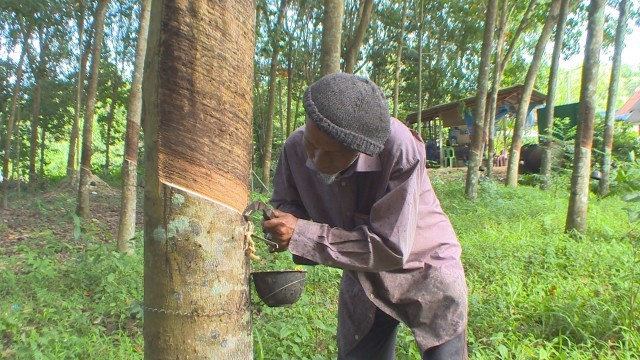 ชาวสวนยางภาคใต้ พอใจมาตรการช่วยเหลือราคายางตกต่ำ แต่ขอเปลี่ยนผู้ว่าการยางคนใหม่