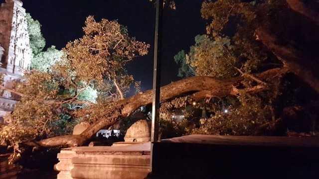 ชาวพุทธสุดเศร้า ต้นพระศรีมหาโพธิ์คู่ทิศเหนือพุทธคยาหักโค่น