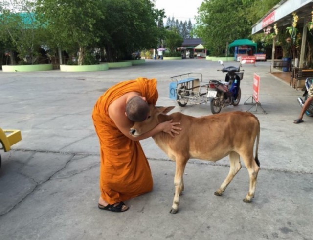 วัวกตัญญู โผเข้าซบพระผู้ไถ่ชีวิตตน