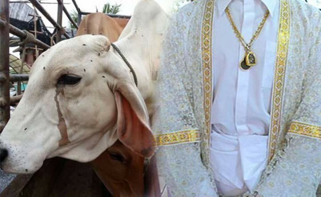 สลด ! ลูกวัวขวางนาคเข้าโบสถ์เพื่อทวงความเป็นธรรมให้กับแม่