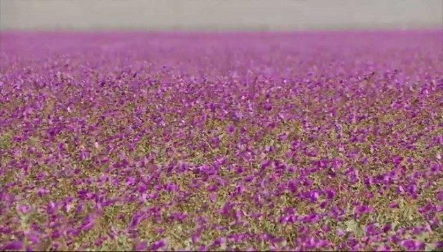 ประหลาดใจ!! กลางทะเลทรายชิลีแห้งแล้ง แต่กลับเกิดดอกไม้หลากสีเต็มทุ่ง ได้อย่างไร ?