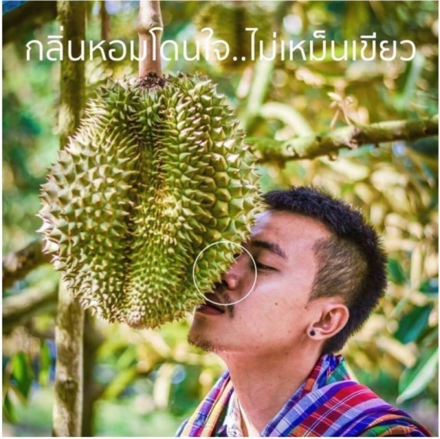 5 จุดสังเกต เลือกทุเรียนขั้นเทพรับรองไม่ผิดหวัง