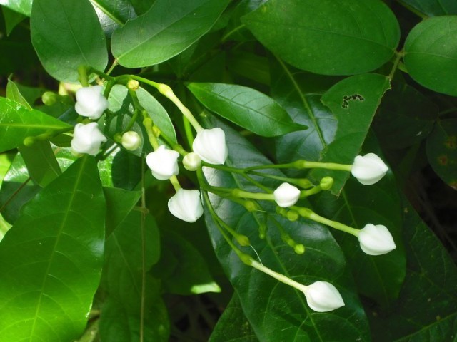 มะลิ ดอกไม้บูชาพระ