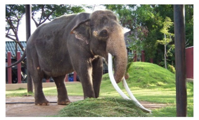 เรื่องราวที่น่าอัศจรรย์ "พระเศวตอดุลยเดชพาหนะฯ"ช้างเผือกคู่พระบารมีแห่งรัชกาลที่ 9