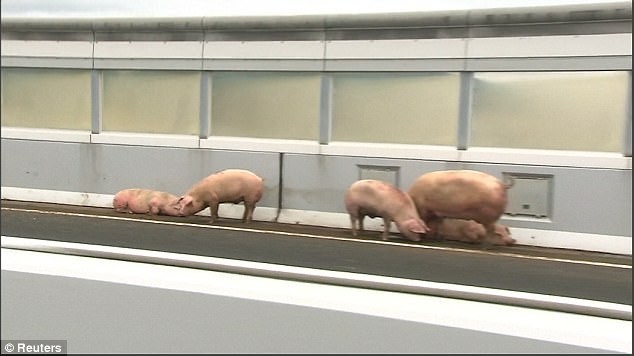 หมูกว่า 19 ตัวอาศัยจังหวะชุลมุน หนีจากรถขนย้ายที่ชนบนทางด่วน อิสระที่สัมผัสได้แค่ชั่วคราว