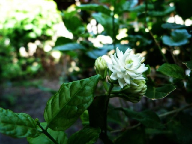 มะลิ ดอกไม้บูชาพระ