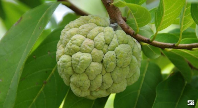 น้อยหน่าพืชเศรษฐกิจของลาวในอนาคต บริษัทเกาหลีได้สัมปทานปลูก20 ปี