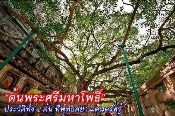 ต้นพระศรีมหาโพธิ์  ณ พุทธคยา สถานที่พระพุทธเจ้าตรัสรู้ พระอนุตตรสัมมาสัมโพธิญาณ