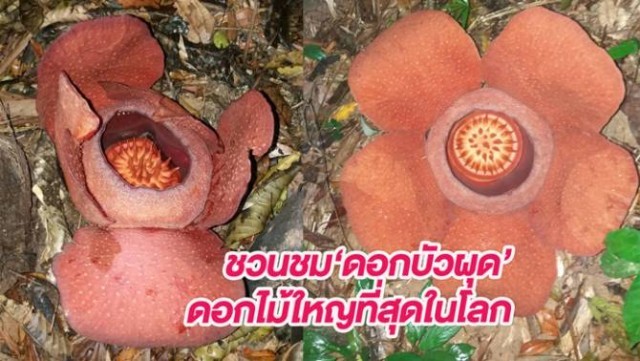 "ดอกบัวผุด"ดอกไม้ใหญที่สุดในโลก1ปี มีครั้งเดียว