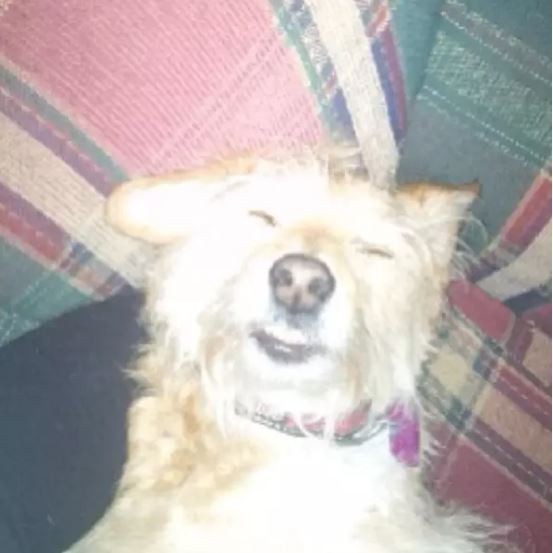 ดู 16 ภาพที่จะมาบอกว่า ที่จริงแล้วพวกสุนัขก็ขี้เมา ไม่ต่างจากลุงแถวบ้านเลยนะเนี่ย..!!