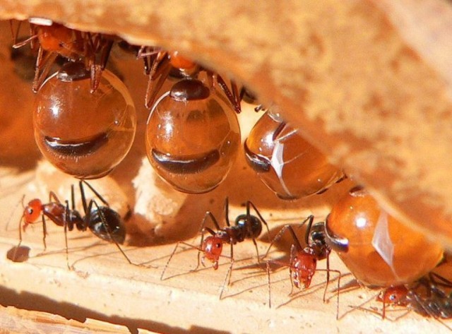 มดน้ำผึ้ง Honeypot ant