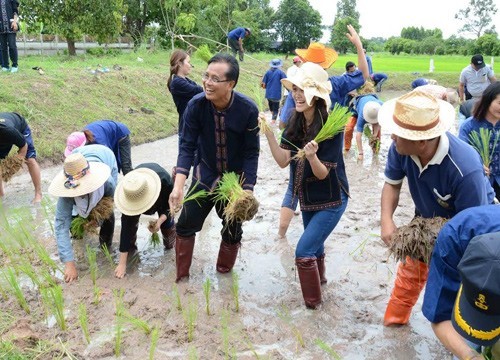 คึกคัก พ่อเมืองกาฬสินธุ์ ฟื้นประเพณีไทยเดิม นำกิจกรรมลงแขกดำนา ณ อ.ร่องคำ ลดต้นทุนการผลิต