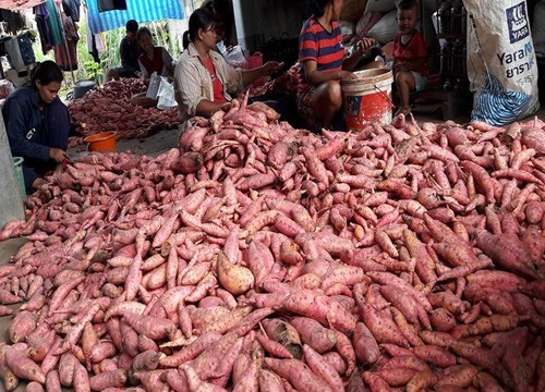 เกษตรกรโคราชปลูกมันหวานพันธุ์ต่างประเทศ แทนมันสำปะหลัง สร้างรายได้กว่า 2 แสนบาทต่อเดือน