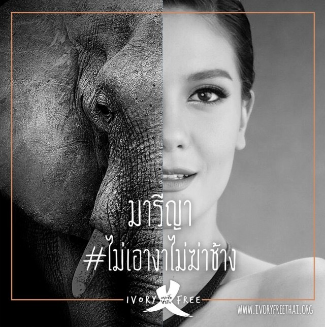 ศิลปินดารา คนดังของไทยแสดงพลัง #ไม่เอางาไม่ฆ่าช้าง ชวนคนไทยเลิกใช้ผลิตภัณฑ์งาช้าง