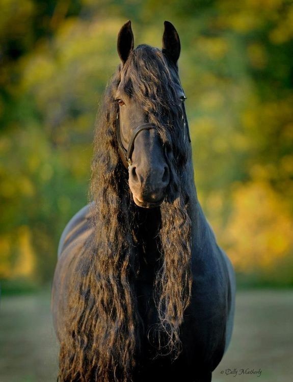 หล่อที่สุดในโลก ! ม้าพันธุ์ฟรีเชี่ยนชื่่อ  “Frederik The Great” มีขนดำขลับยาว สวยงามราวในเทพนิยาย