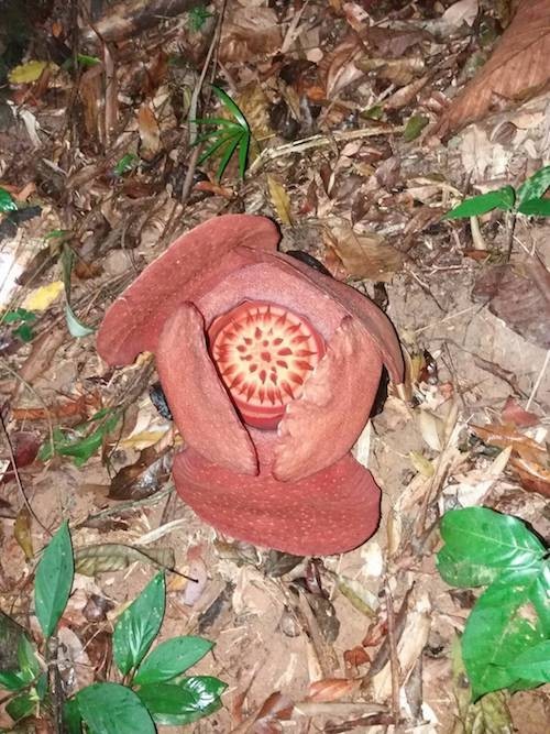 "ดอกบัวผุด"ดอกไม้ใหญที่สุดในโลก1ปี มีครั้งเดียว