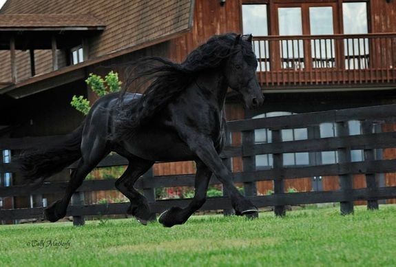 หล่อที่สุดในโลก ! ม้าพันธุ์ฟรีเชี่ยนชื่่อ  “Frederik The Great” มีขนดำขลับยาว สวยงามราวในเทพนิยาย