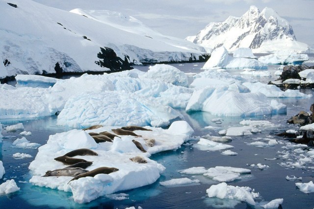 วิจัยเผย ขั้วโลกใต้กำลังกลายเป็นสีเขียว จากการเจริญเติบโตของมอสในทวีปแอนตาร์กติกาได้เพิ่มสูงขึ้น