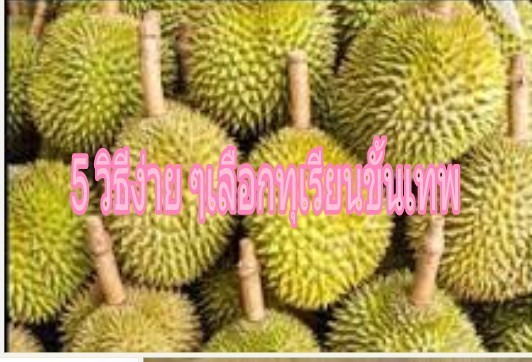 5 จุดสังเกต เลือกทุเรียนขั้นเทพรับรองไม่ผิดหวัง