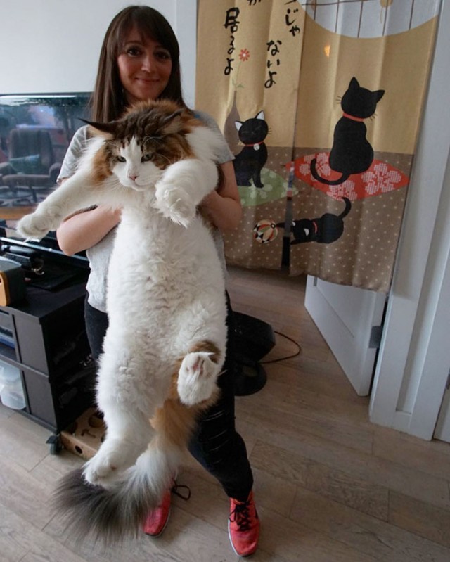 รู้จักกับ “Samson” แมวอ้วนบั้กสายพันธุ์เมนคูณที่ตัวใหญ่ที่สุดในโลก