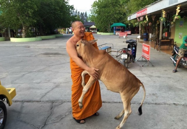 วัวกตัญญู โผเข้าซบพระผู้ไถ่ชีวิตตน