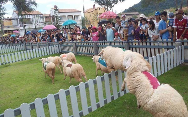 พัทยา สไตล์ยูโรคันทรี : Swiss Sheep Farm Pattaya