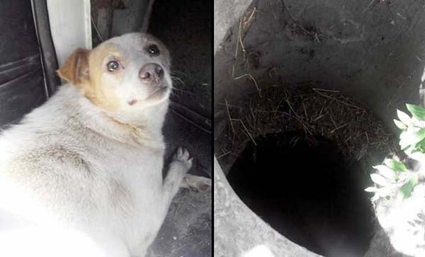 สาวยูเครน ช่วยชีวิตสุนัข ติดอยู่ในท่อทำความร้อนนานเกือบ 3 ปี