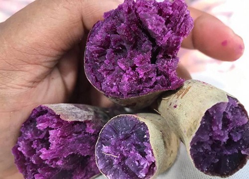 เกษตรกรโคราชปลูกมันหวานพันธุ์ต่างประเทศ แทนมันสำปะหลัง สร้างรายได้กว่า 2 แสนบาทต่อเดือน