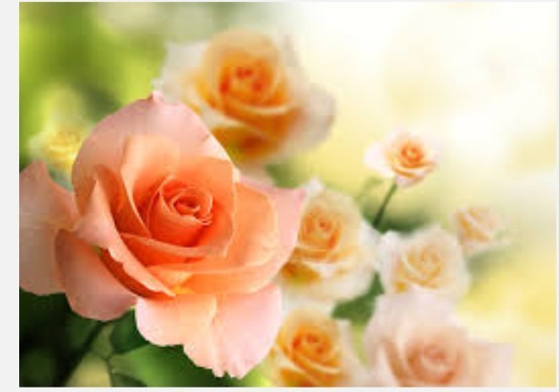 กุหลาบที่สวยงามมีกลิ่นหอม รู้ไหมยังมีประโยชน์อีกเพียบ!!