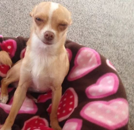 ดู 16 ภาพที่จะมาบอกว่า ที่จริงแล้วพวกสุนัขก็ขี้เมา ไม่ต่างจากลุงแถวบ้านเลยนะเนี่ย..!!