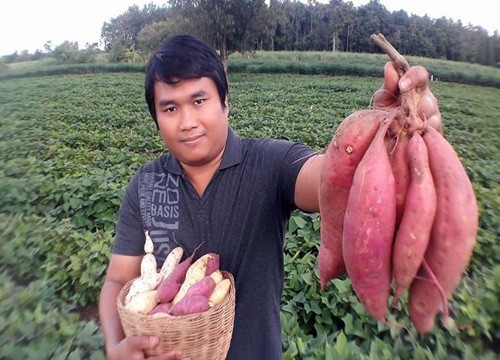 เกษตรกรโคราชปลูกมันหวานพันธุ์ต่างประเทศ แทนมันสำปะหลัง สร้างรายได้กว่า 2 แสนบาทต่อเดือน