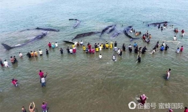 ชาวอินโดนีเซีย ช่วยวาฬสเปิร์มหรือวาฬหัวทุย 12 ตัวเกยตื้นกลับสู่ทะเล