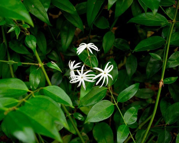 มะลิ ดอกไม้บูชาพระ