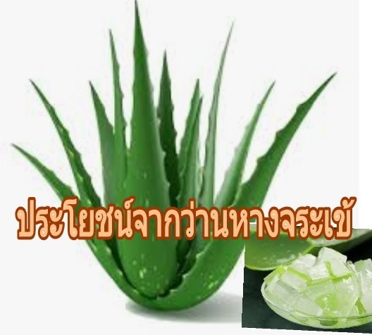 ประโยชน์ของว่านห่านจระเข้อีก 12 ข้อ ที่หมอยังไม่ได้บอกเรา