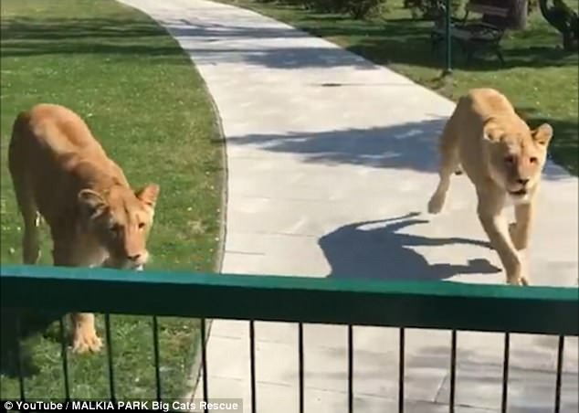 แม้ไม่เจอกันนาน 7 ปี สิงโตสองตัวยังจำได้..วิ่งเข้ากอดมนุษย์ที่เคยเลี้ยงมันมาแต่แบเบาะ
