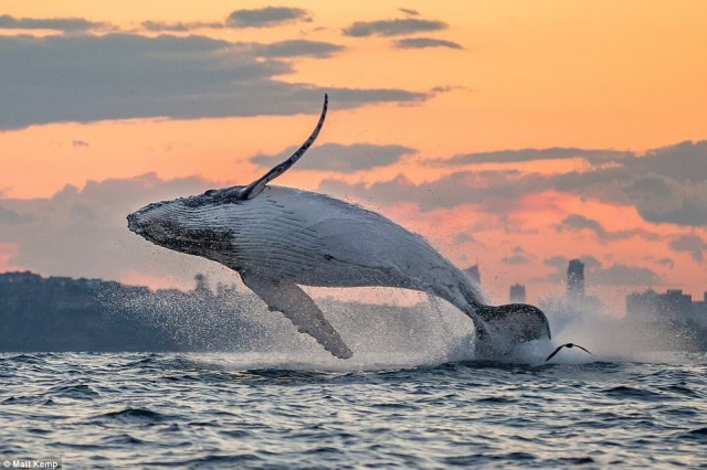ภาพสุดประทับใจเมื่อ ‘เจ้าวาฬ’ กระโดดน้ำเล่นที่อ่าวซิดนีย์ ตอนพระอาทิตย์ขึ้นและตกดิน