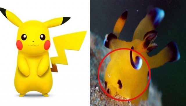 มารู้จัก “Pikachu” ตัวเอกใน “Pokemon Go”  แท้จริงแล้วมันมีชีวิตอยู่จริงในโลกนี้!!!