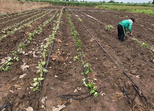 เกษตรกรโคราชปลูกมันหวานพันธุ์ต่างประเทศ แทนมันสำปะหลัง สร้างรายได้กว่า 2 แสนบาทต่อเดือน