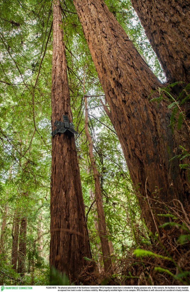 “โทรศัพท์เก่า” แต่ยังมีค่า นักวิทย์นำมาติดตั้งในป่า เพื่อป้องกันปัญหาลักลอบตัดไม้