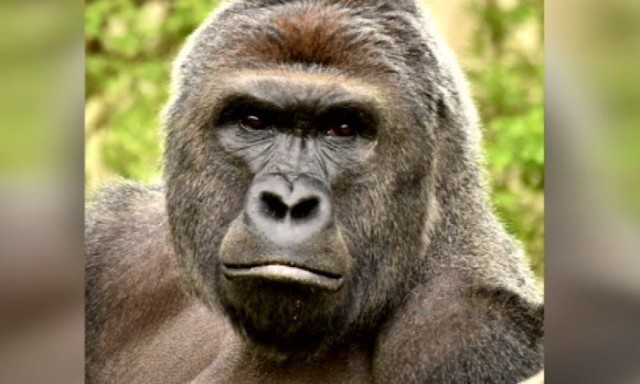 ชาวมะกัน 3,000 คน "ทวงความยุติธรรมให้ฮารัมบี" ร้องให้พ่อแม่เด็กรับผิดชอบ