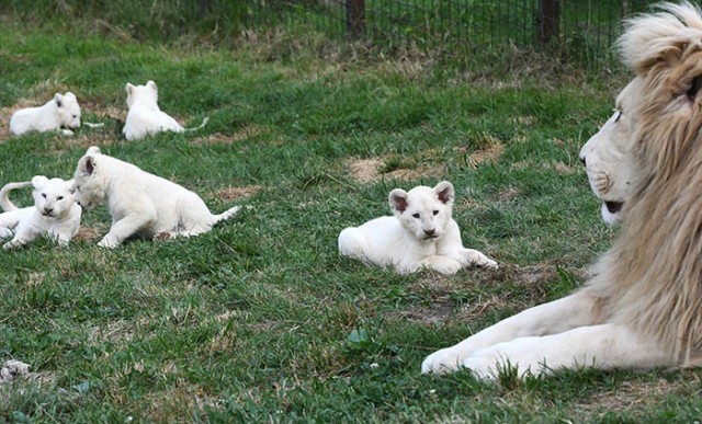 สิงโตขาวคลอดลูกแฝด 5 ตัว น่ารัก ๆ ที่สวนสัตว์เดวอเรค ในสาธารณรัฐเช็ก : สะท้อนความเป็นแม่..