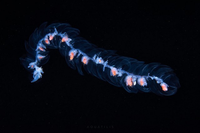 นักชีววิทยาถ่ายภาพ สิ่งมีชีวิตขนาดจิ๋วที่อยู่ใต้ท้องทะเล น่าทึ่ง!!