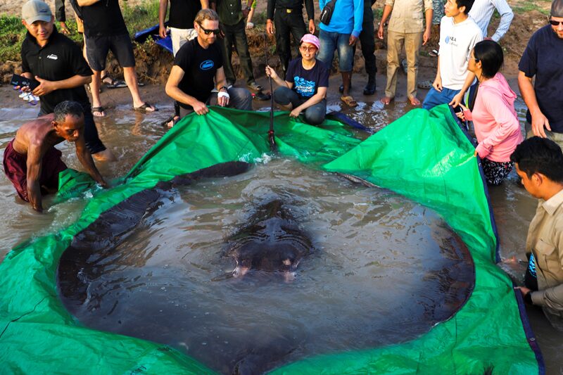 ใหญ่สุดในโลก! กัมพูชาพบ ‘กระเบนน้ำจืด’ หนัก 300 กก.ทำลายสถิติปลาบึกยักษ์ไทย
