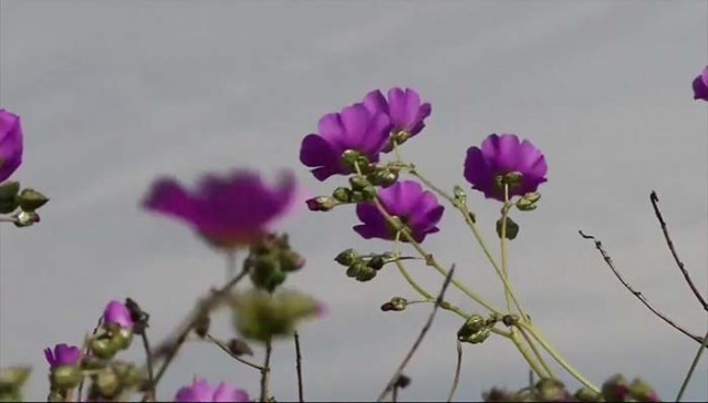 ประหลาดใจ!! กลางทะเลทรายชิลีแห้งแล้ง แต่กลับเกิดดอกไม้หลากสีเต็มทุ่ง ได้อย่างไร ?