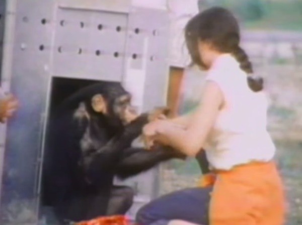 ลิงชิมแปนซีดีใจโผกอดหญิงที่เคยช่วยชีวิต แม้ห่างหาย 18 ปี ไม่เคยลืม