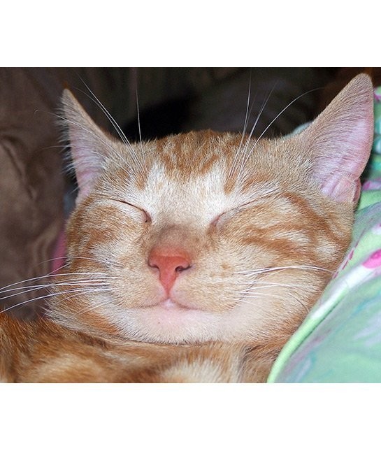 หนูเหมียวก็ยิ้มได้ (The smiley cats)