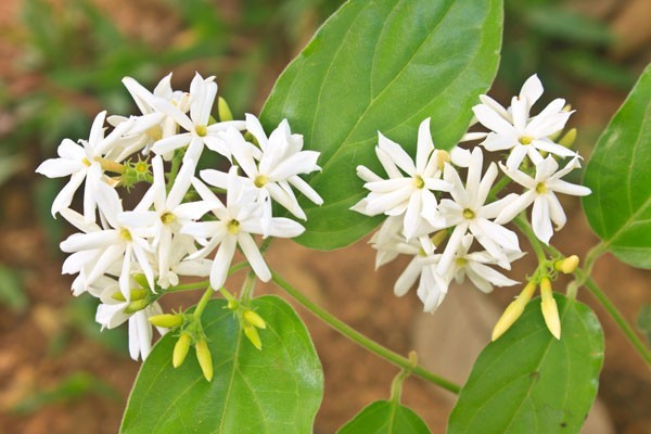 มะลิ ดอกไม้บูชาพระ