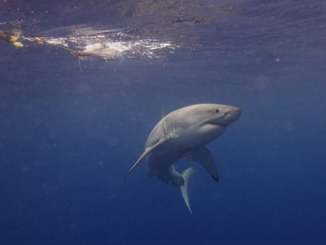 เหตุผลที่ว่าทำไม “ฉลามขาว” ไม่เคยถูกนำมาโชว์ในที่สาธาณะเหมือนกับสัตว์น้ำอื่นๆ